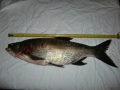 Toutain 3,5kg ,68cm