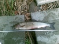 Harjus 37cm 400g