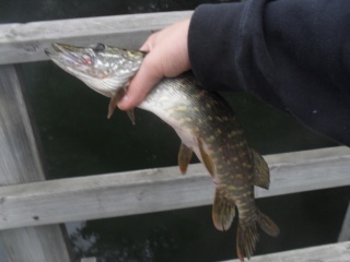 Kalassa veittij�rvell�