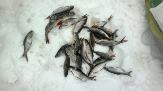 Tev�ntin pilkki kisat