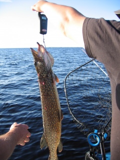 Taimen mieless� �rj�n sel�lle