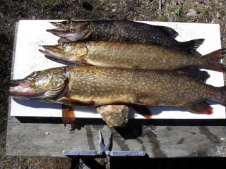 Lentiiran kalaisilla vesill�