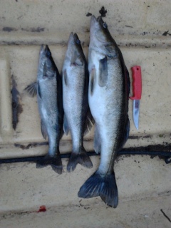 Ouluj�rvell� uistelemassa