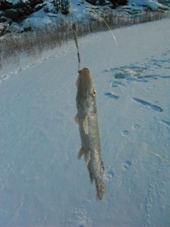 Pilkkikauden avaus 2012