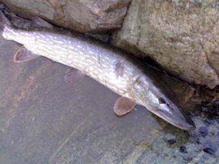 Joulutaimenen pyynti 