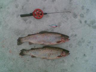 Kirjolohipilkill� Lokinlammilla