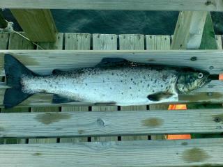 Soutu-uistelu viikko Paasivedell�