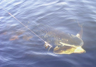 Kalapojat