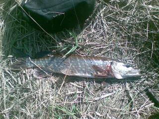 EVO Fiska