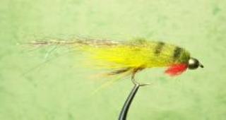 Ahven Conehead, Ahven Conehead