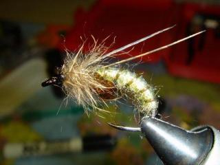Antron Pupa, Antron Pupa