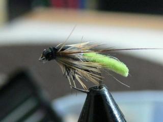 Chenille Pupa, Chenille Pupa